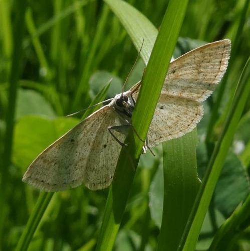 Réf. 283 545 : Scopula immutata